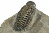 Detailed Crotalocephalina Trilobite - Atchana, Morocco #323588-5